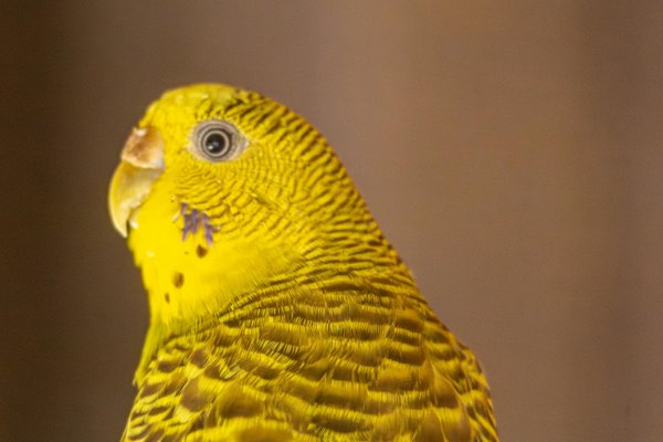 Top stratégies de dératisation rapides pour votre entreprise