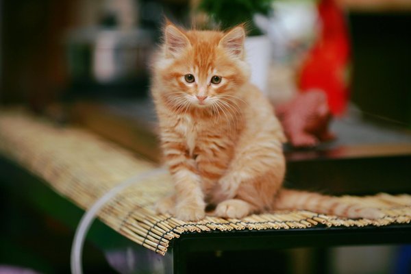 Quelles sont les dernières découvertes sur les migrations des oiseaux?